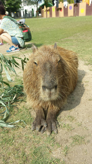 kapibara.png